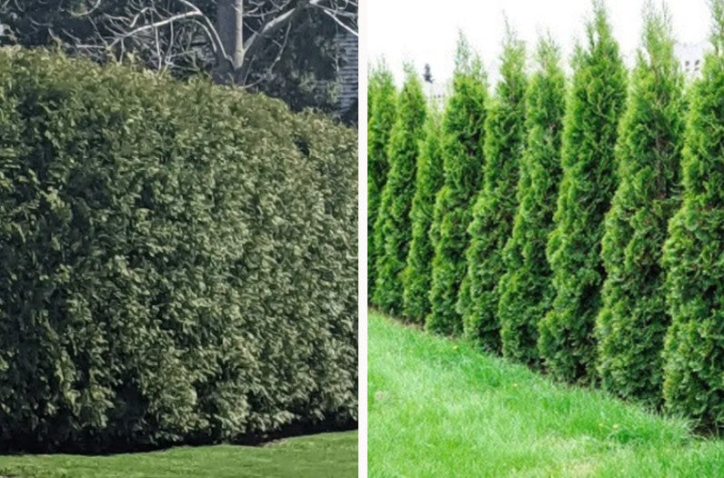 The Best Privacy Hedges for Ontario
