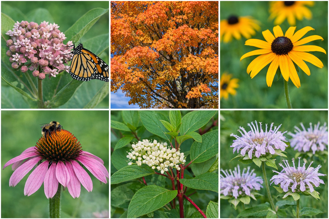 What Makes a Plant Native to Ontario?