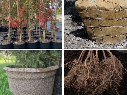 A Gardener's Guide to Plant Container Types: What to Know Before You Buy