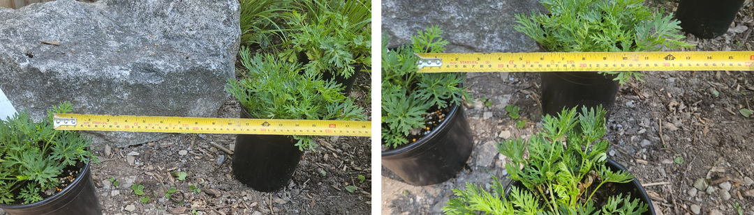 Planting Perennials Closer Together: Why More Is Better