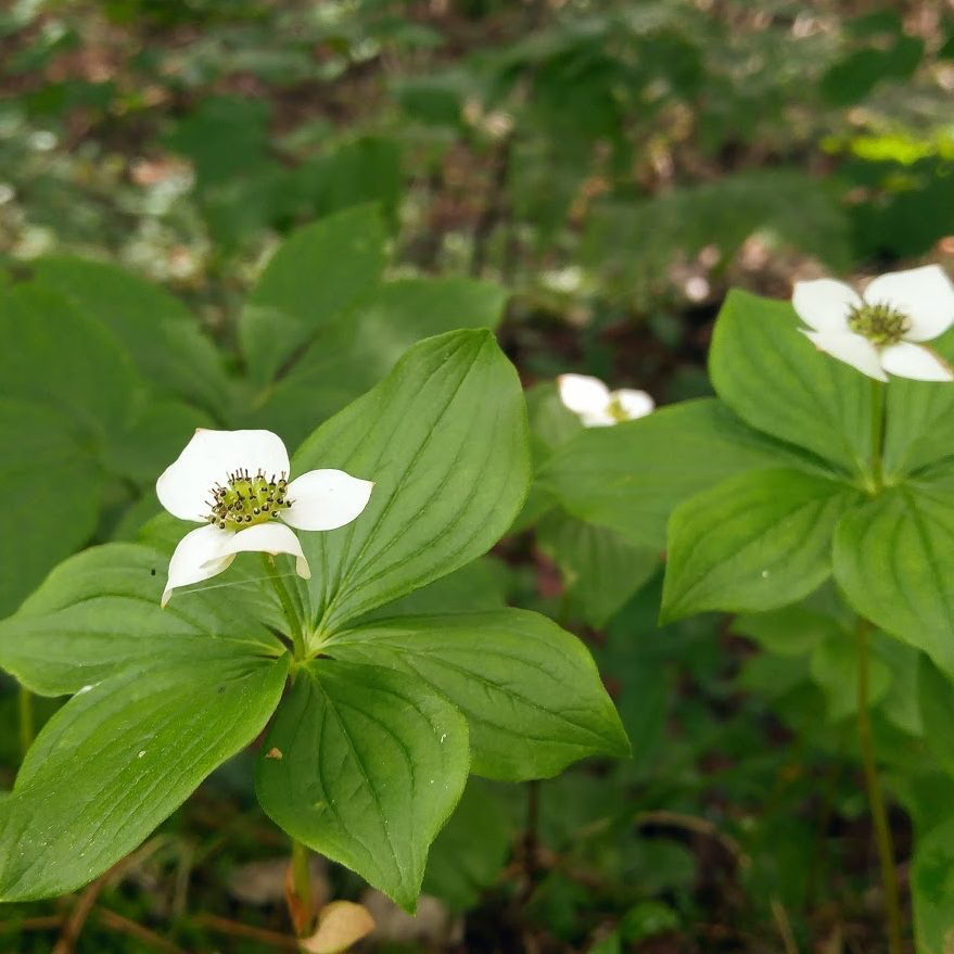Bunchberry