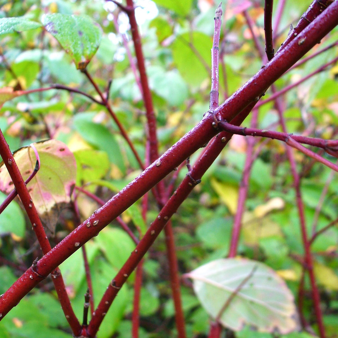 Red Osier Dogwood