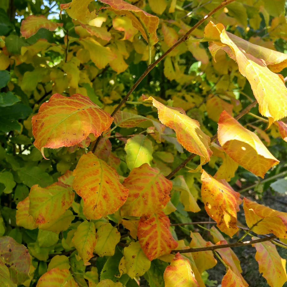 American Hazelnut