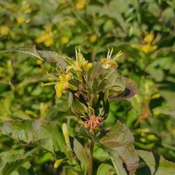 Bush Honeysuckle