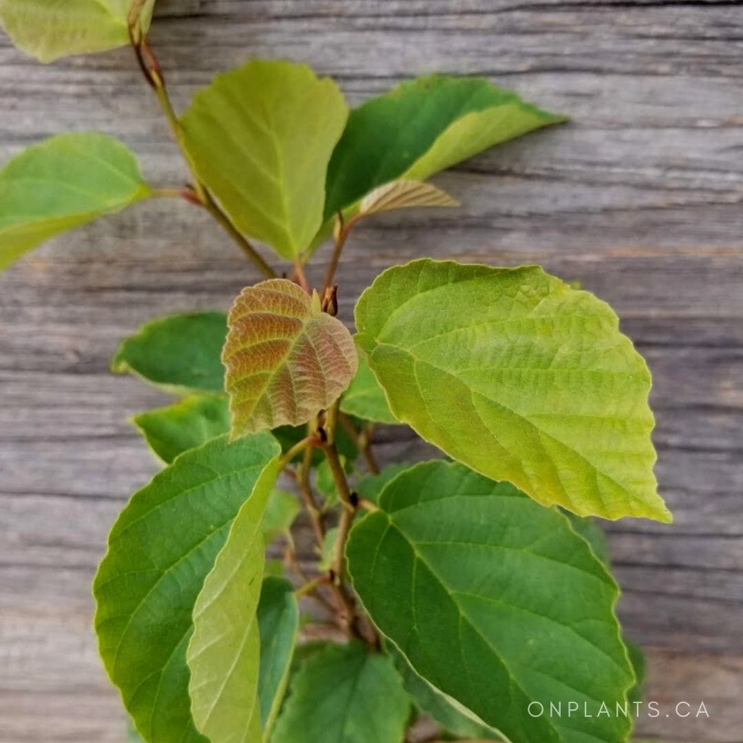 Witch Hazel
