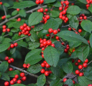 Winterberry