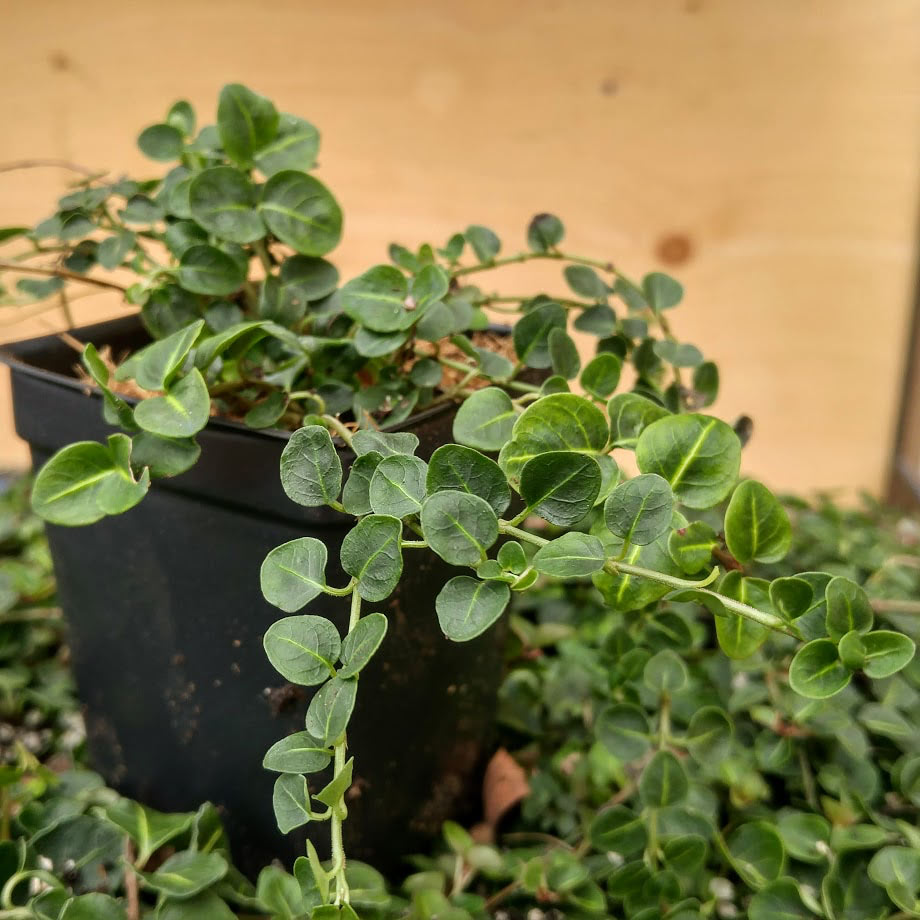 Partridgeberry