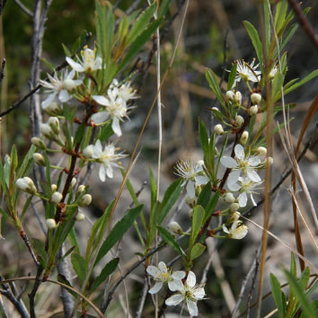 Sand Cherry
