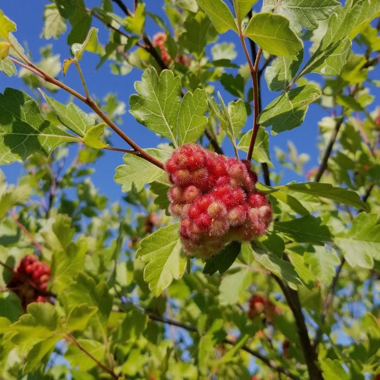 Fragrant Sumac