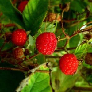 Red Raspberry