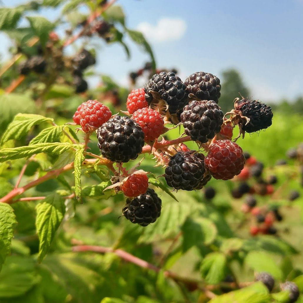 Black Raspberry