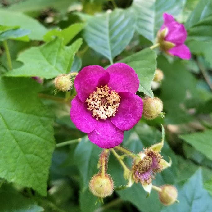 Purple Flowering Raspberry