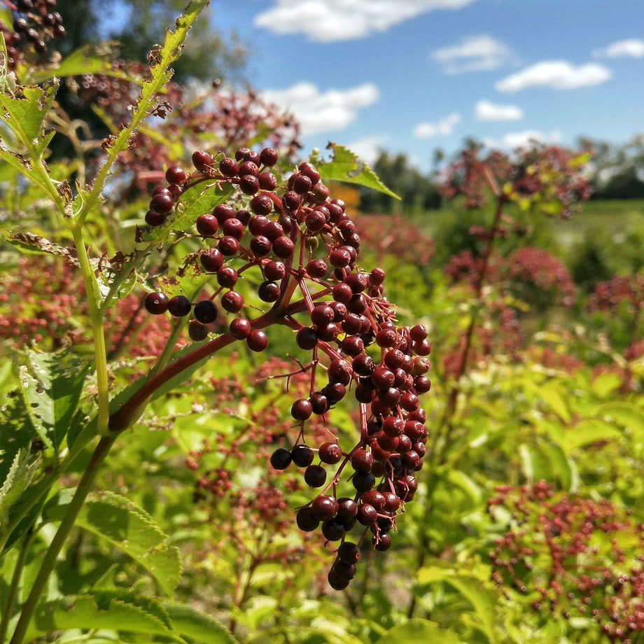Elderberry