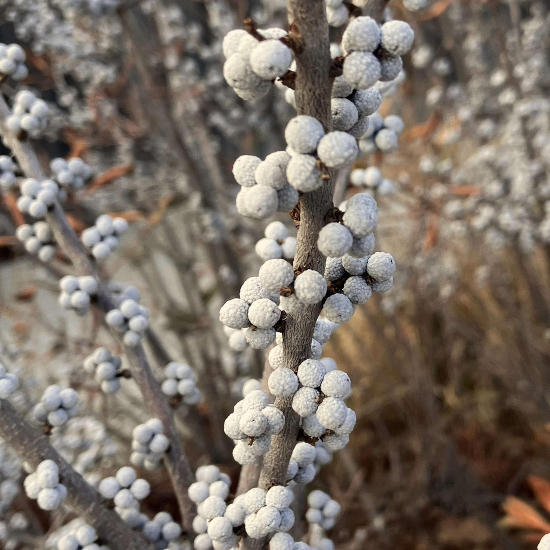 Bayberry
