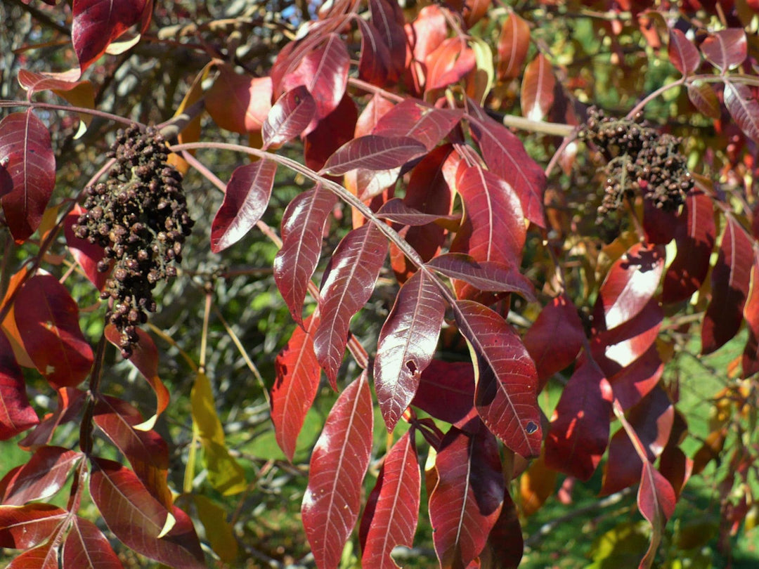 Shining Sumac