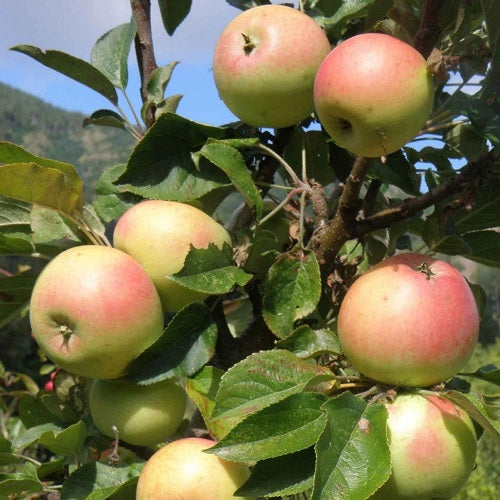 Golden Sentinel Apple