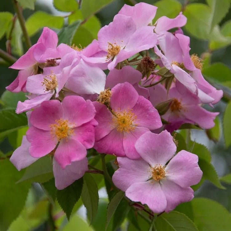 Climbing Prairie Rose