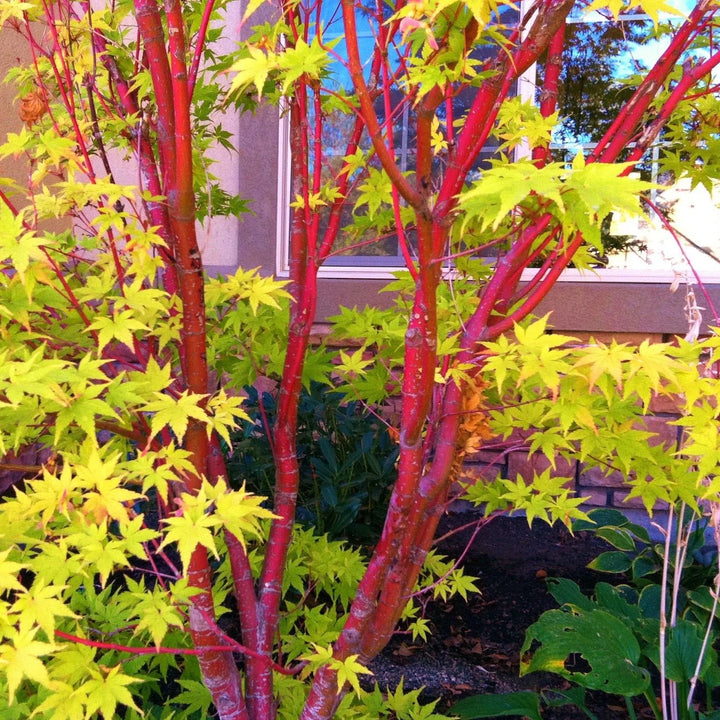 Winter Red Coral Bark Japanese Maple