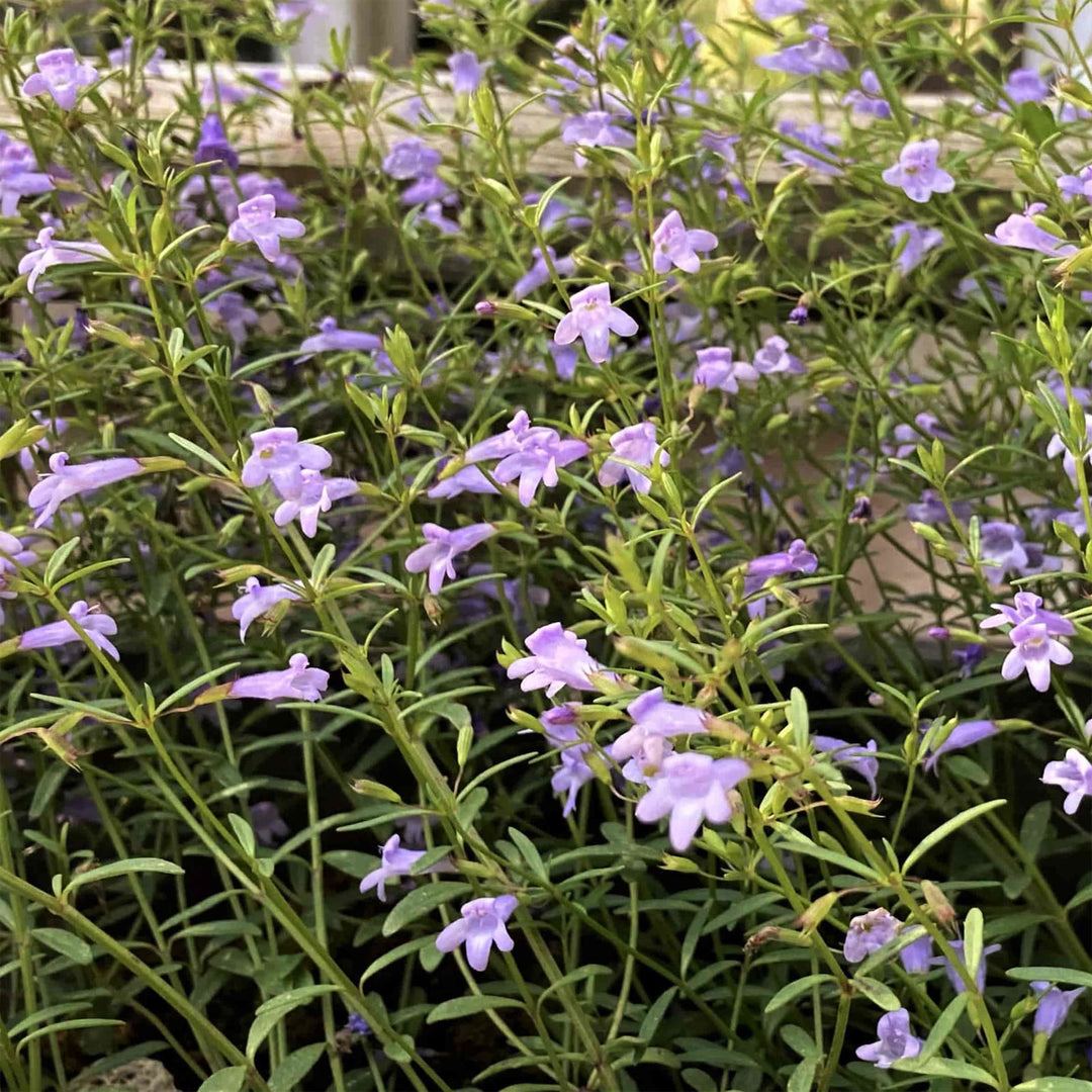 Calamint
