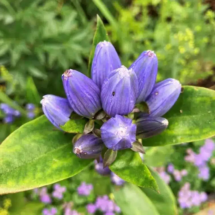 Bottle Gentian