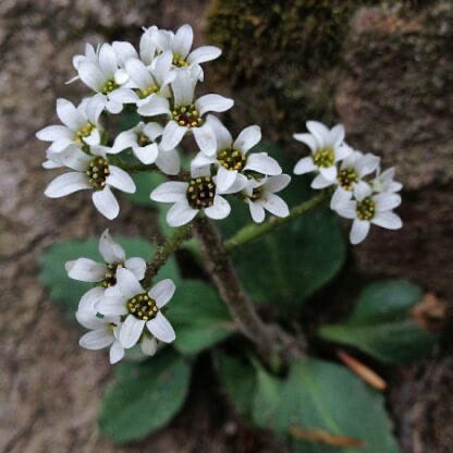Early Saxifrage