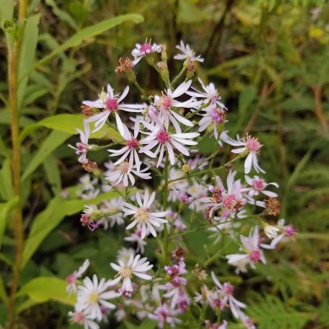 Heart Leaved Aster