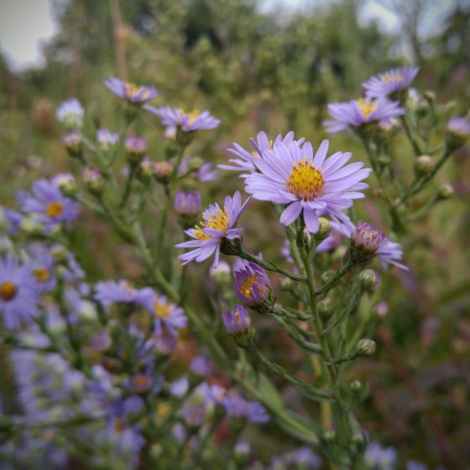 Smooth Blue Aster