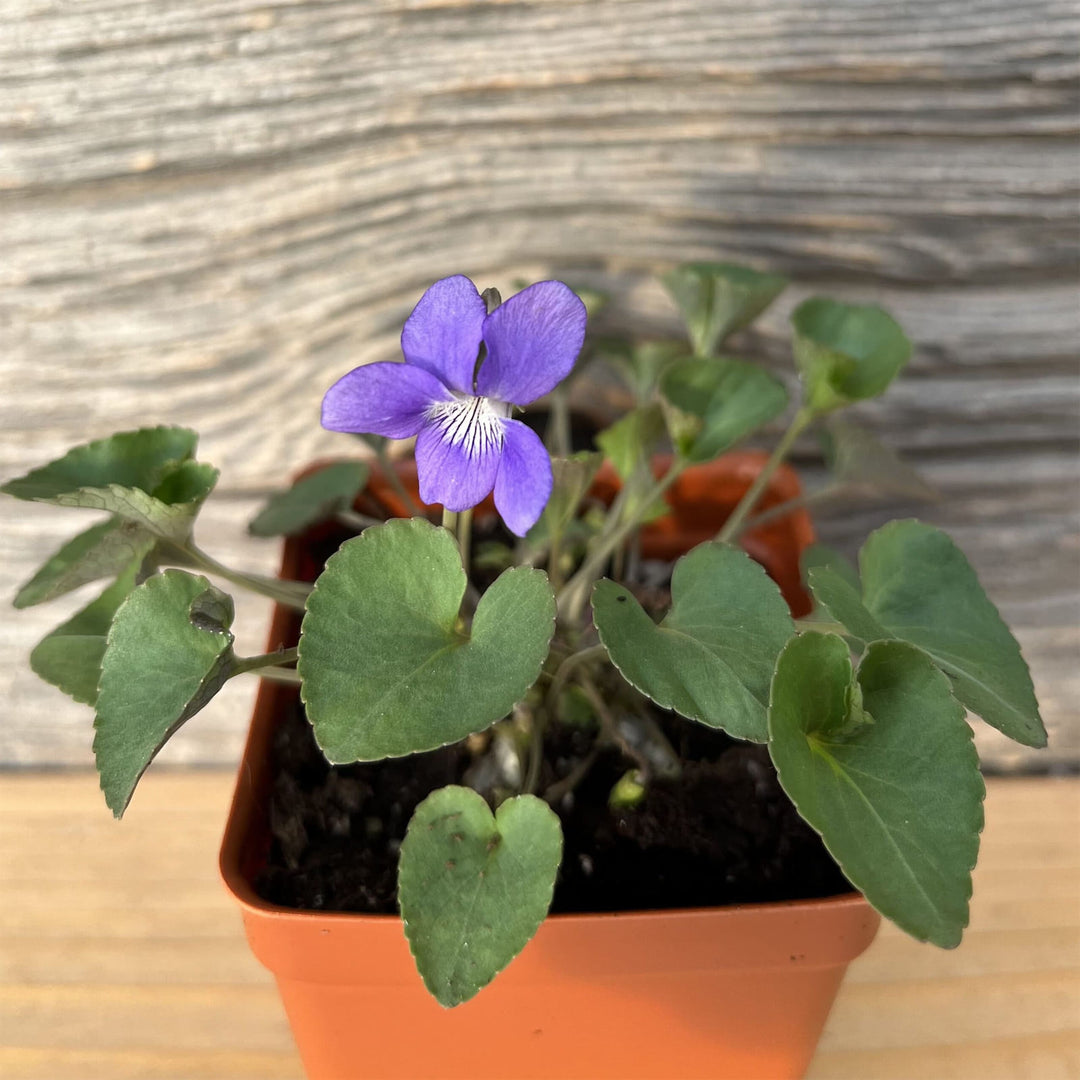 Northern Bog Violet