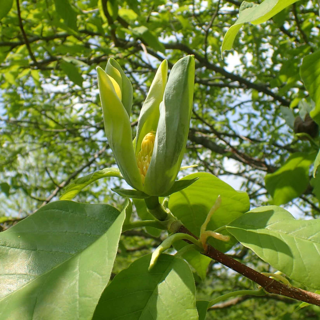 Cucumber Tree