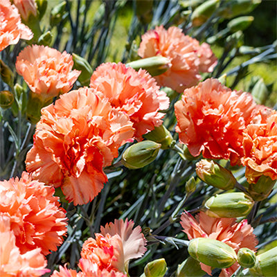 Border Carnation