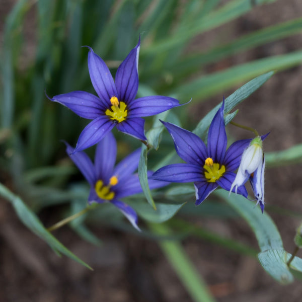 Blue Eyed Grass