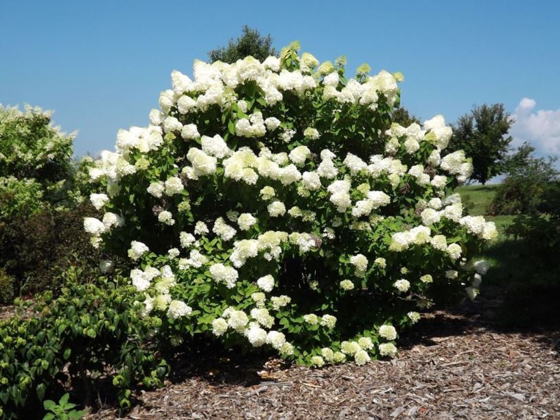 Limelight Hydrangea