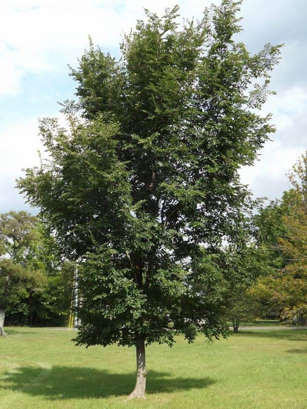 Patriot Elm