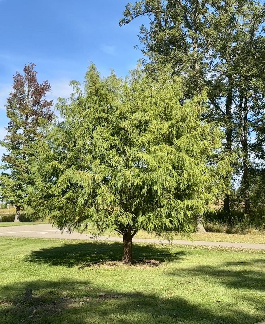 White Spot Dawn Redwood