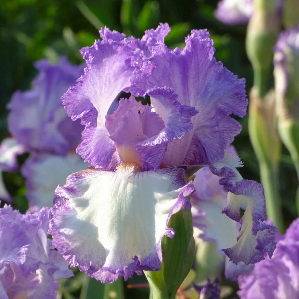 German Iris Girly Girl