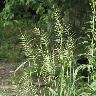 Bottlebrush Rye
