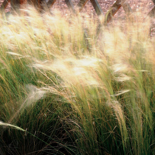 Mexican Feather Grass, Needle Grass / Spear Grass