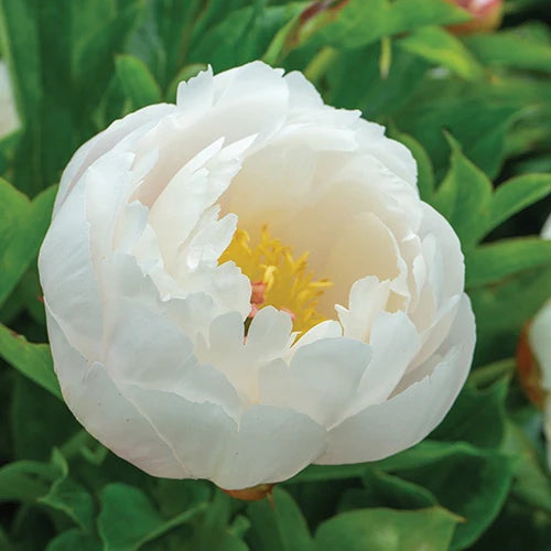 Love Affair Intersectional Peony, Itoh Peony