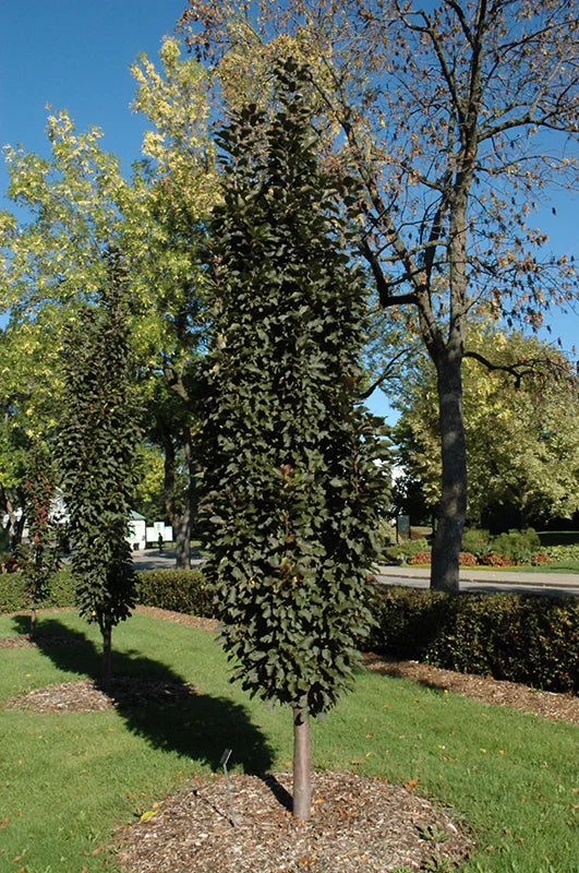 Purple Spire® Crabapple