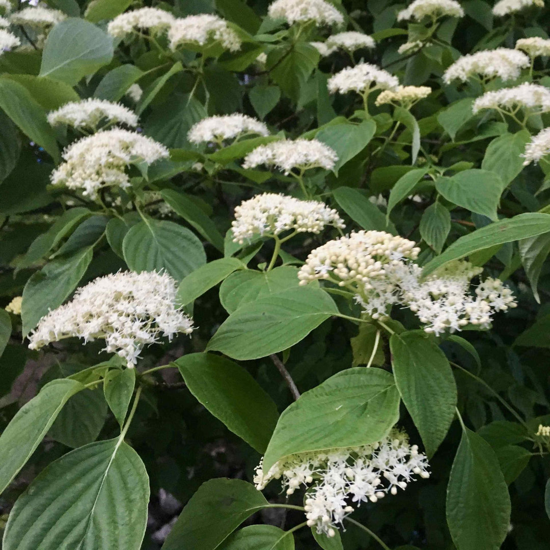 Pagoda Dogwood