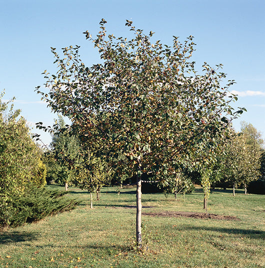 Brandywine® Crabapple
