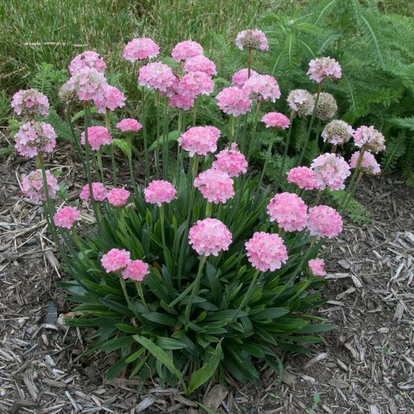 Daydream Sea Thrift