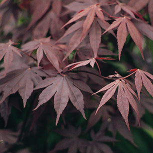 Bloodgood Japanese Maple