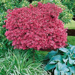 Shaina Japanese Maple Standard