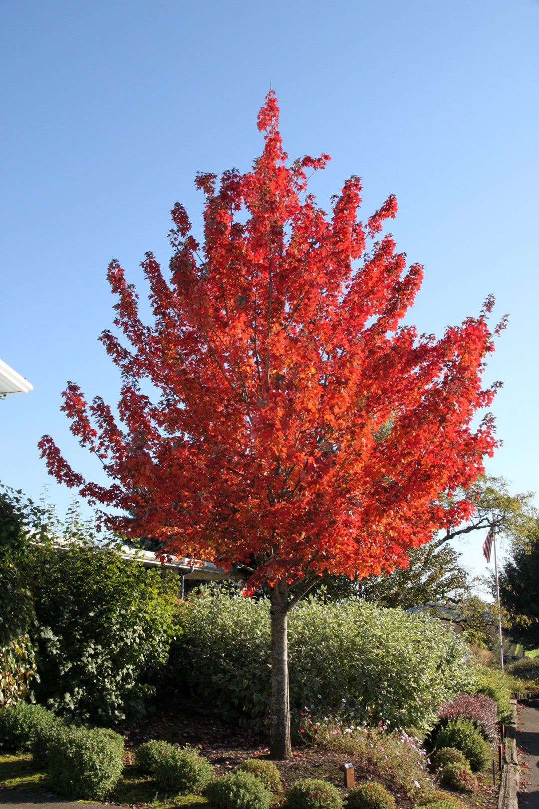 Redpointe® Maple