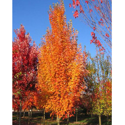 Armstrong Gold® Maple