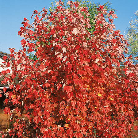 October Glory Red Maple