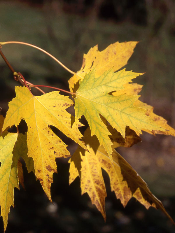 Silver Queen Silver Maple