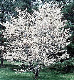 Autumn Brilliance Serviceberry, Single Stem