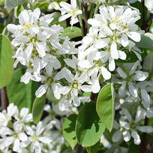 Saskatoon Serviceberry
